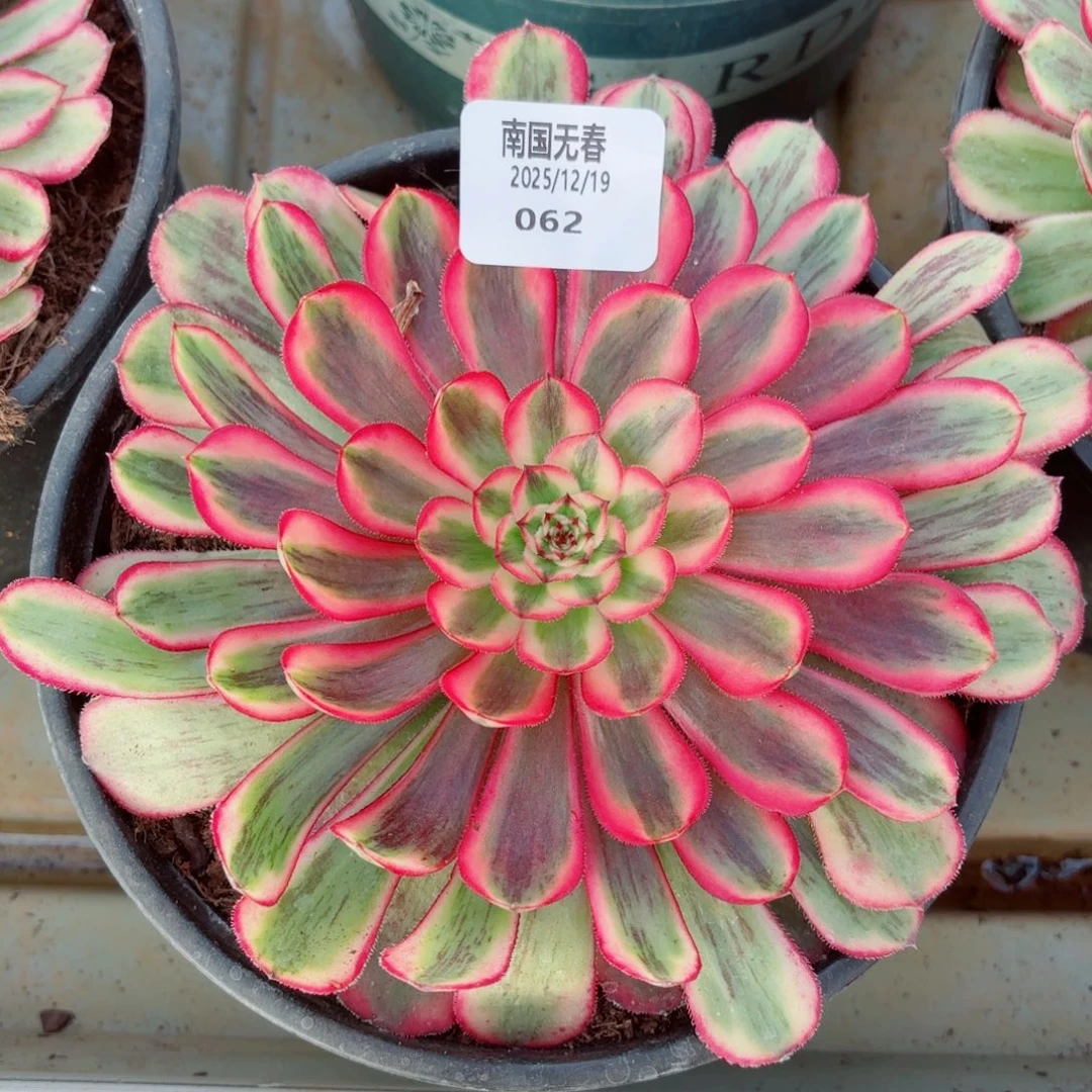 一物一拍多肉法师62