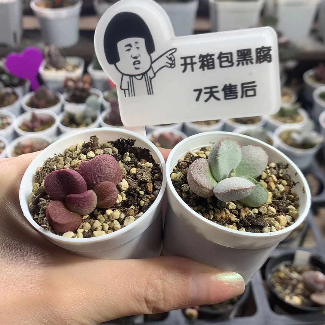 多肉水泡新手组合9