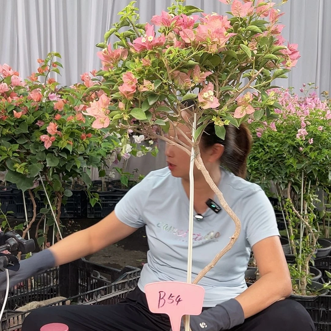 开***心当前无花栽培后可以开花B54卡雅塔