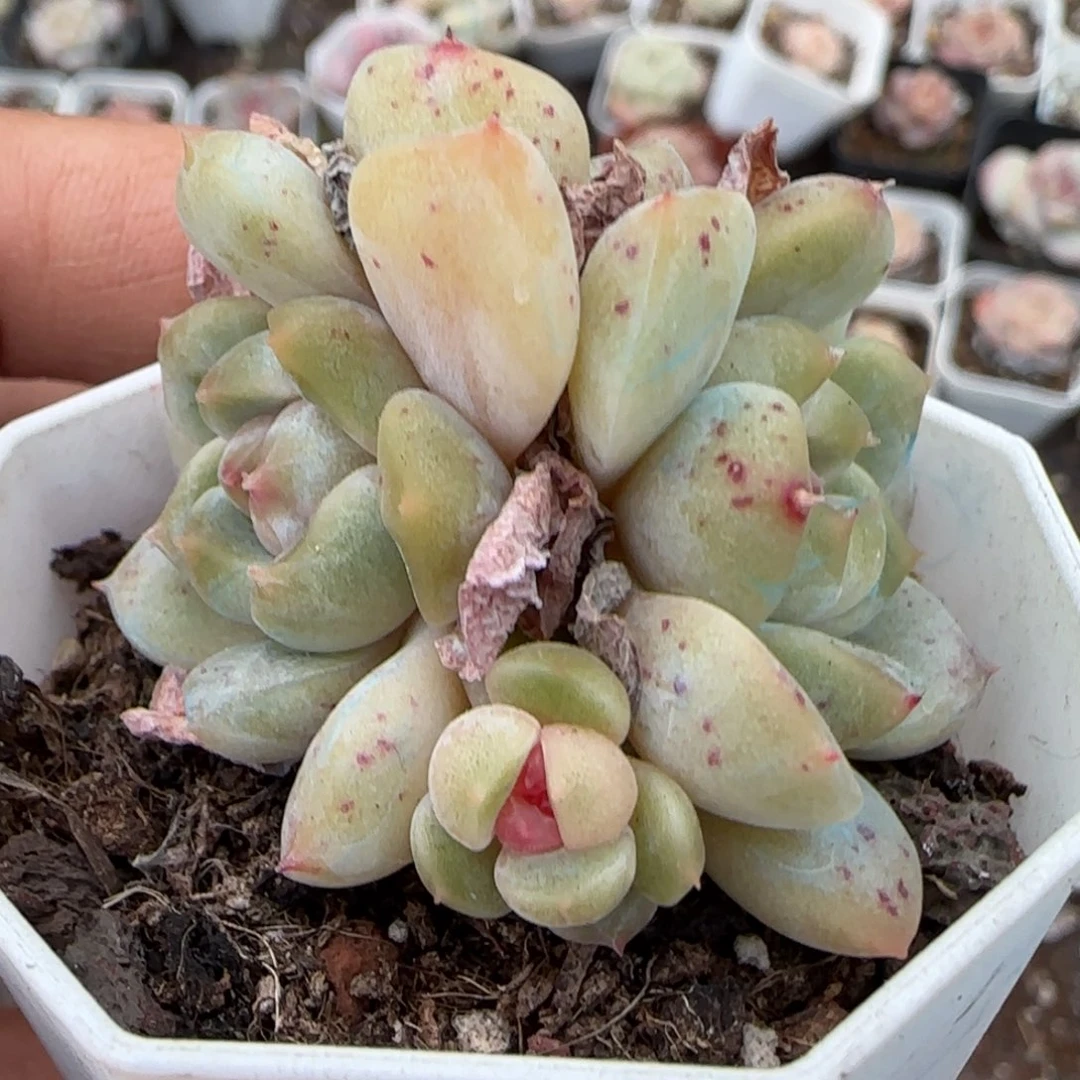 多肉小卡拉米糖心一物一拍