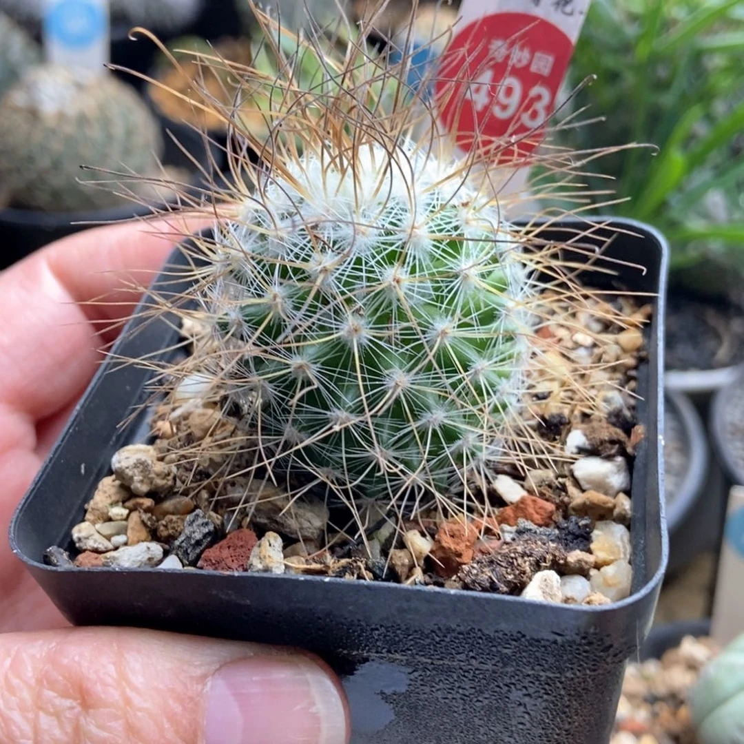 实生海泉3.6cm一棵仙人球