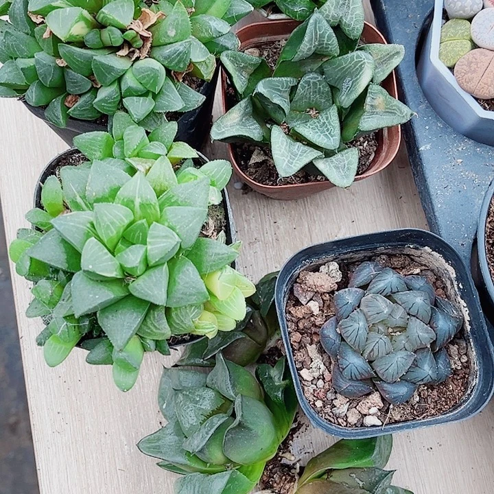 特价处理不包售后