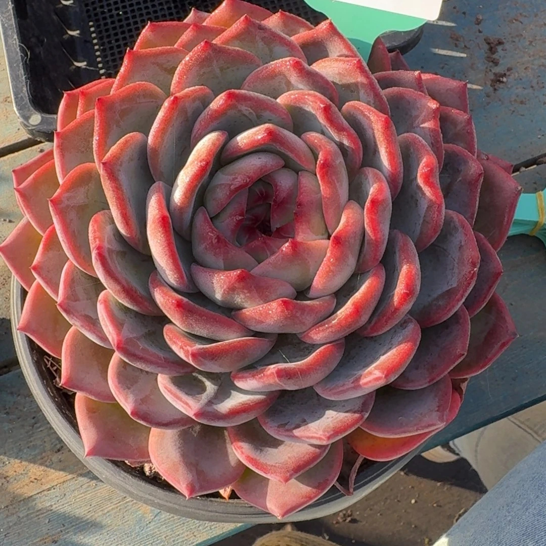 从前慢多肉精选编号1201.19