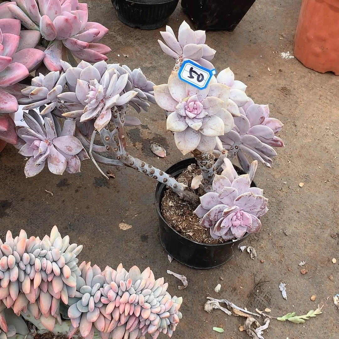 50风车 一物一拍多肉