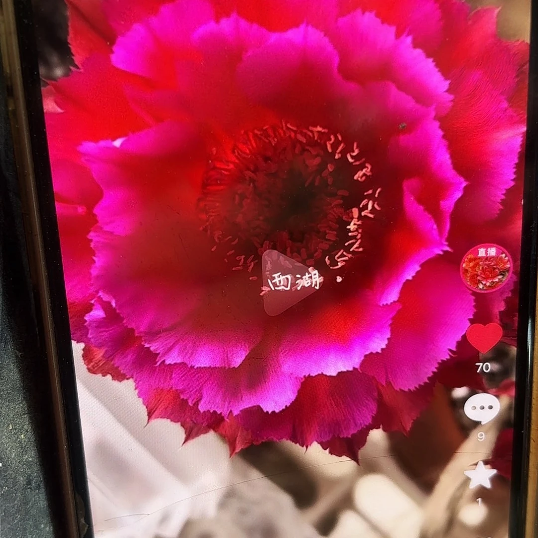 热加彩侧牙20包邮仙人球27