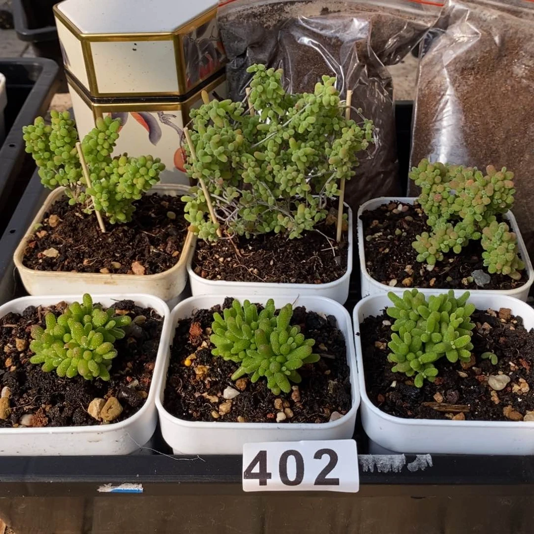 枝干番杏多肉植物402