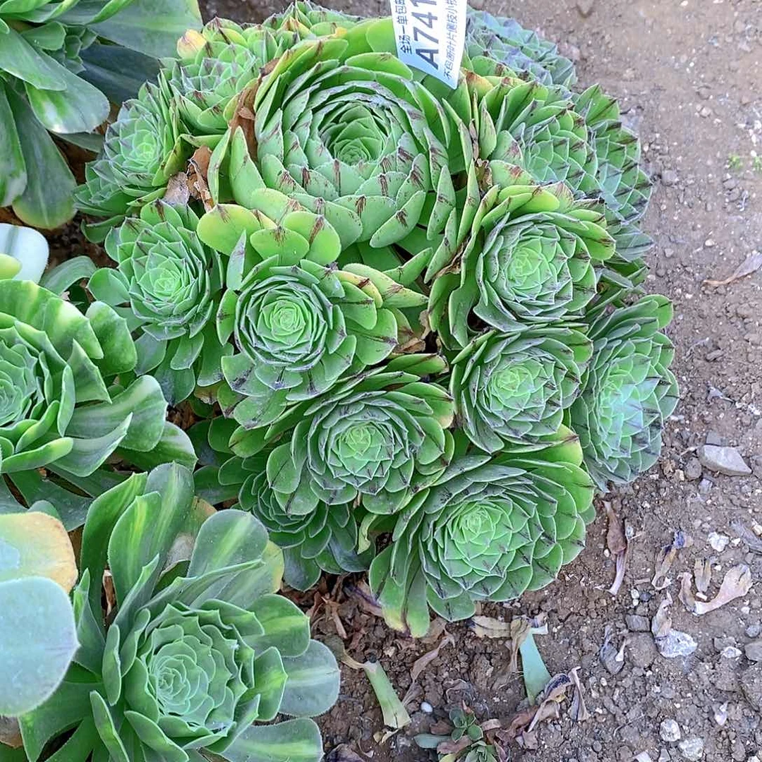 741绿魔多肉法师锦多肉