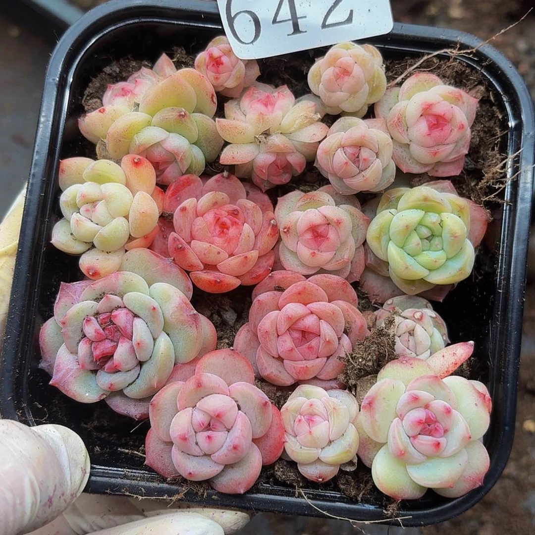 多肉植物多肉植物642