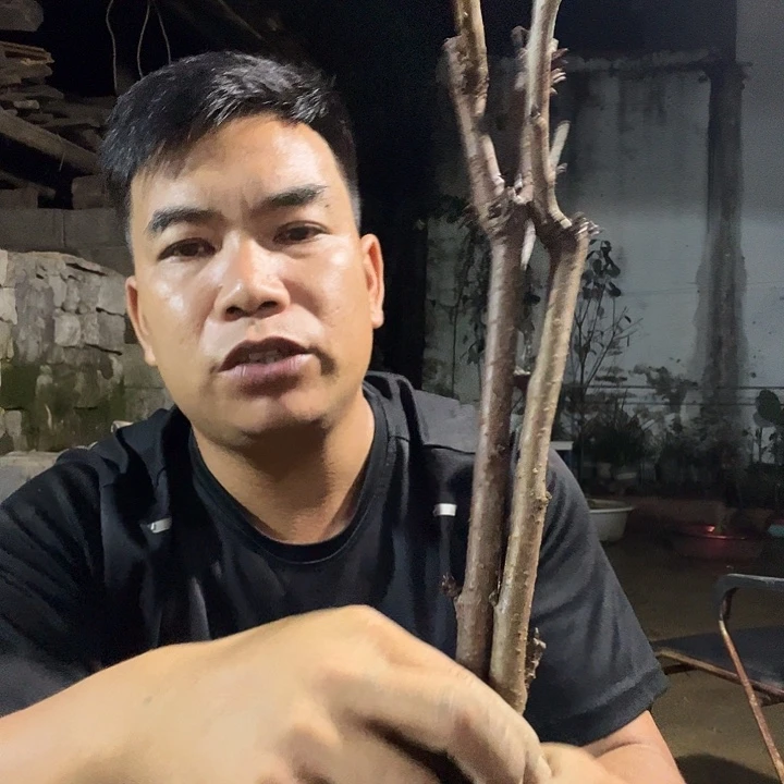 当前无花栽培后可以开花31