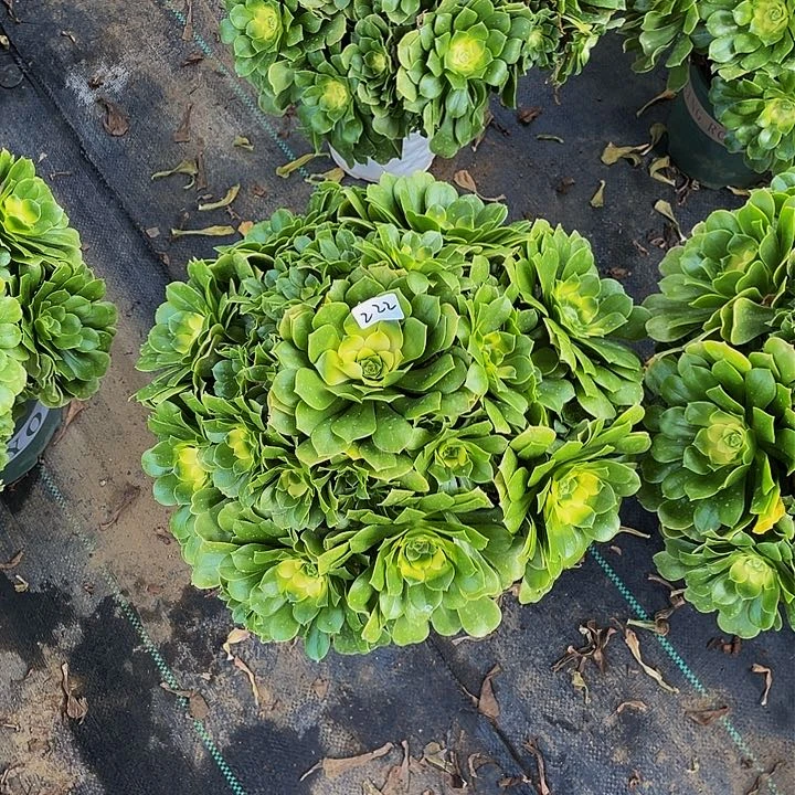 万**红绿羊法师一个222号