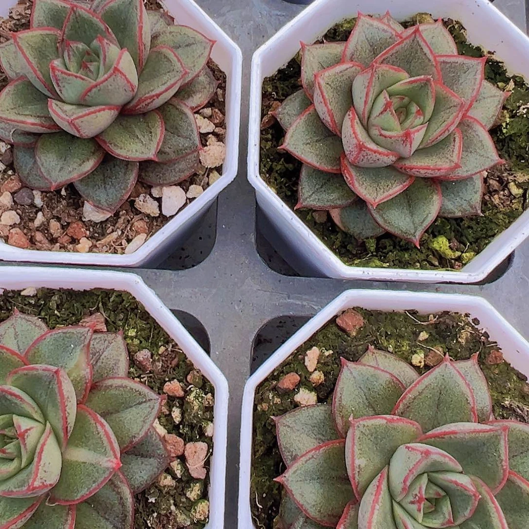 麒麟座19包邮多肉