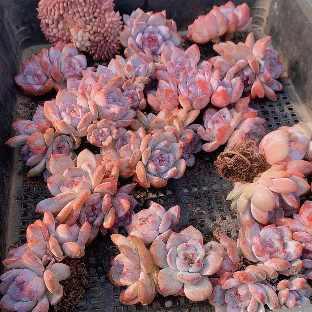 两颗石榴籽45678999900