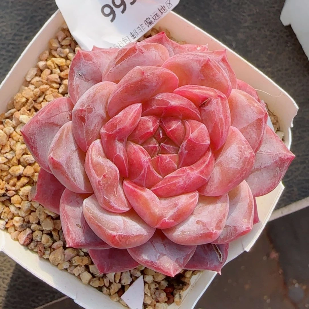 粉魄，9952多肉植物