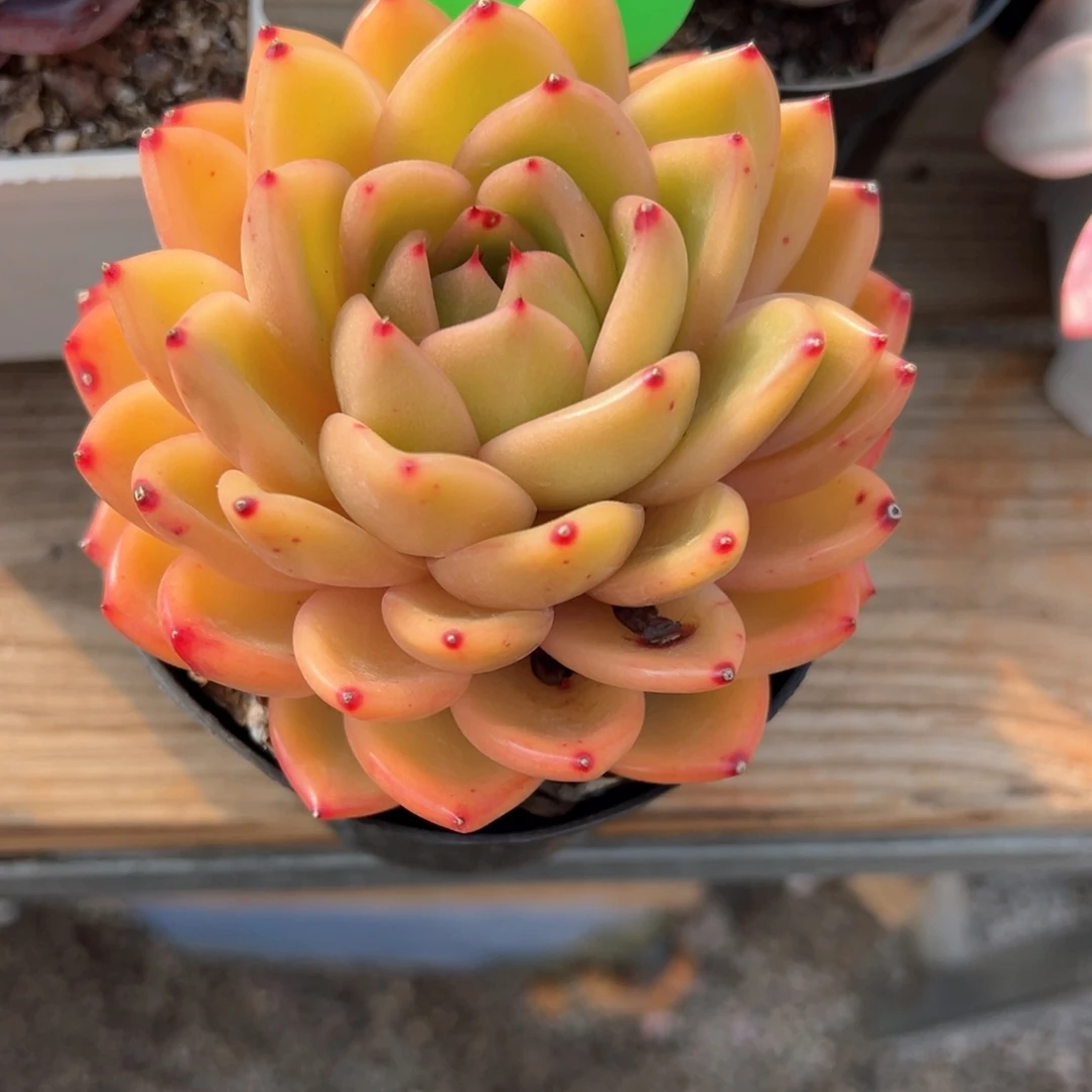 可****子2.11.20丽珠珍妮