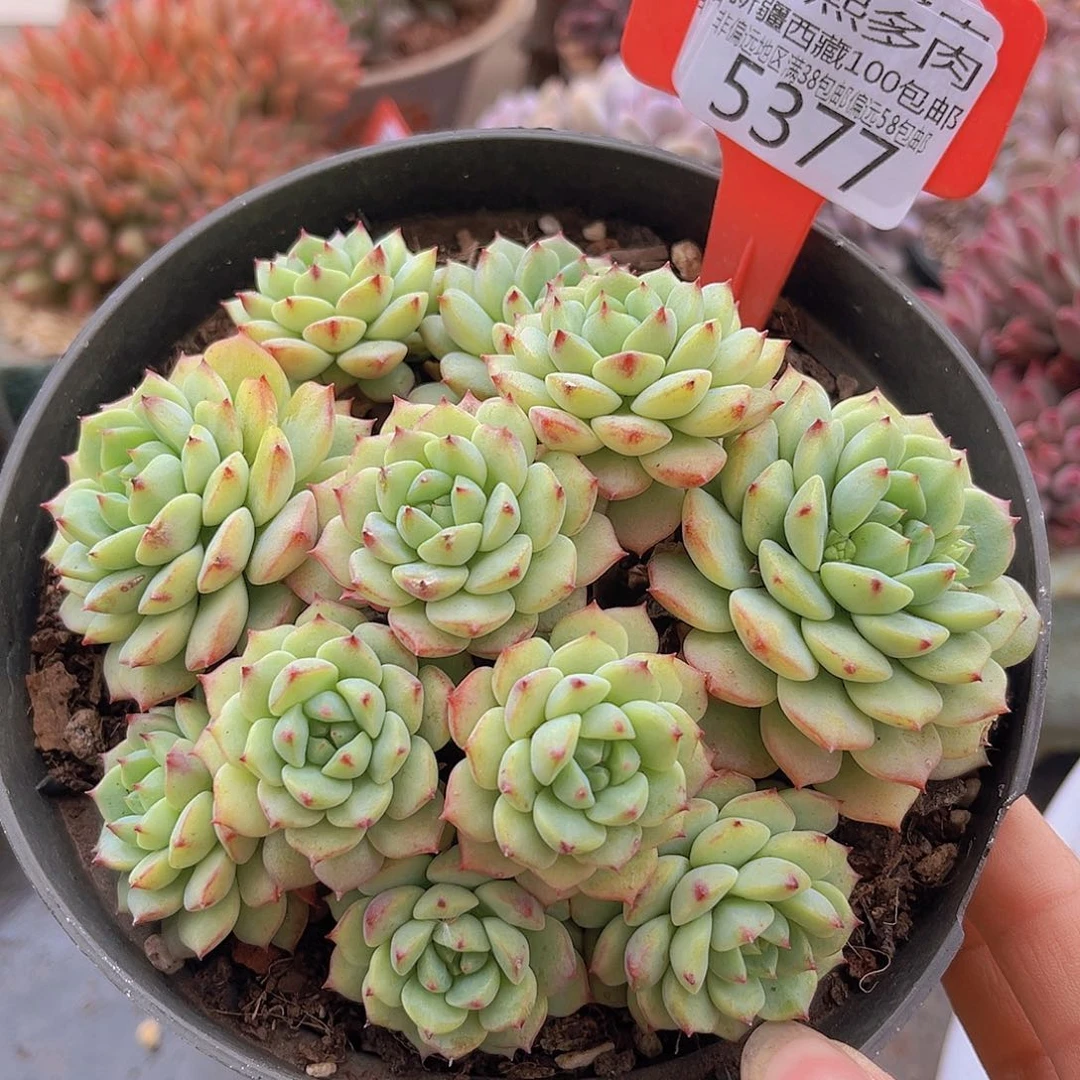 5377熊猫脸多肉植物