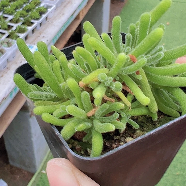 荧光兔枝干19包邮多肉