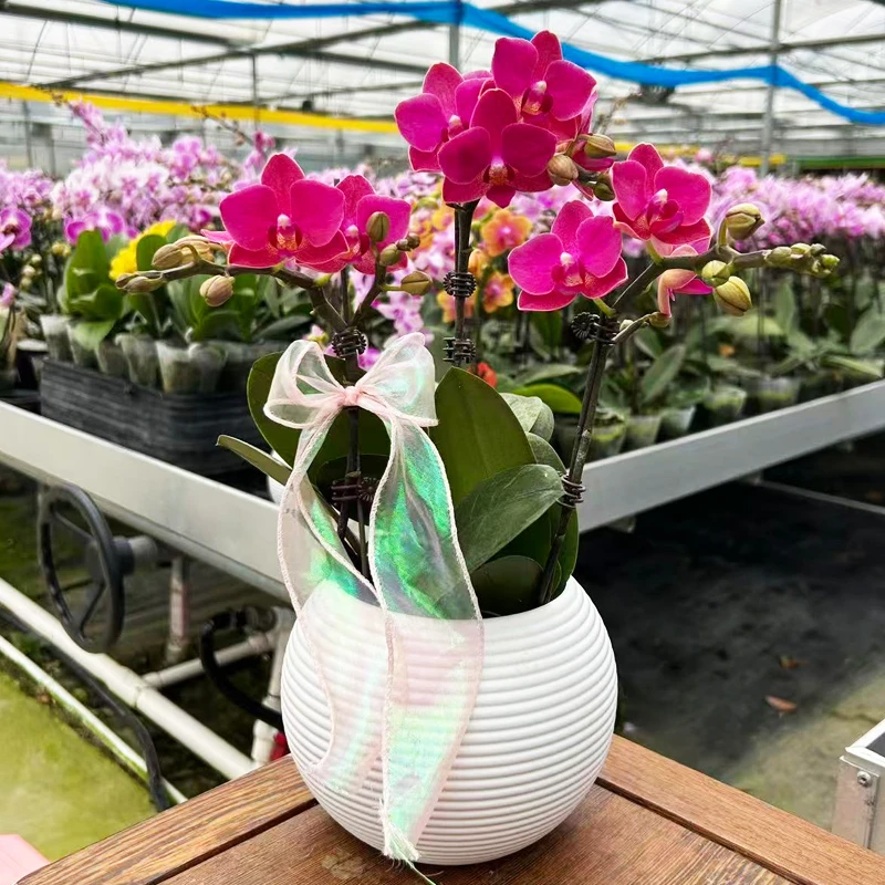 精品迷你蝴蝶兰【正常款】樱桃香妃带花苞好养正红色耐开绿植花卉