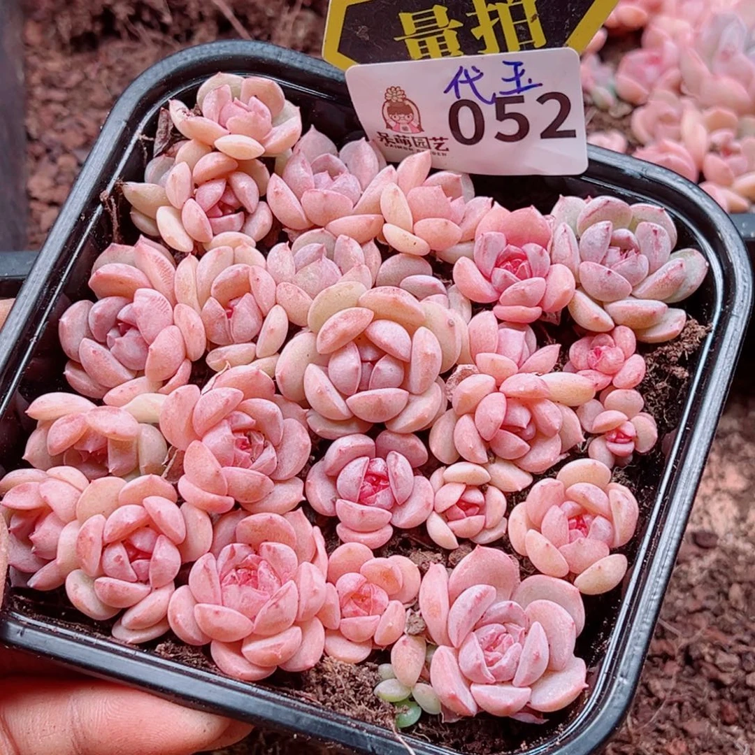 多肉植物多肉植物