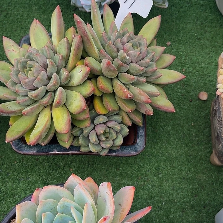 用***7丽娟花卉黄体象牙