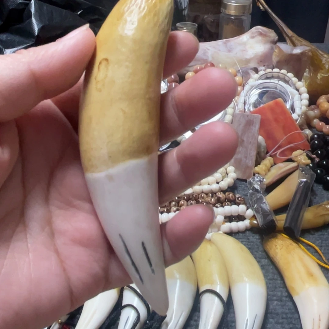 驼骨把件12➕小黄牙牙