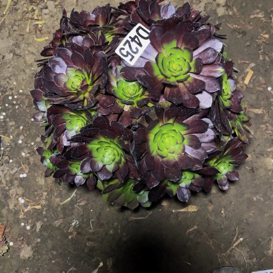 黑寡妇法师16-1包邮