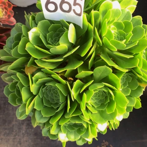 绿玫瑰665法师多肉