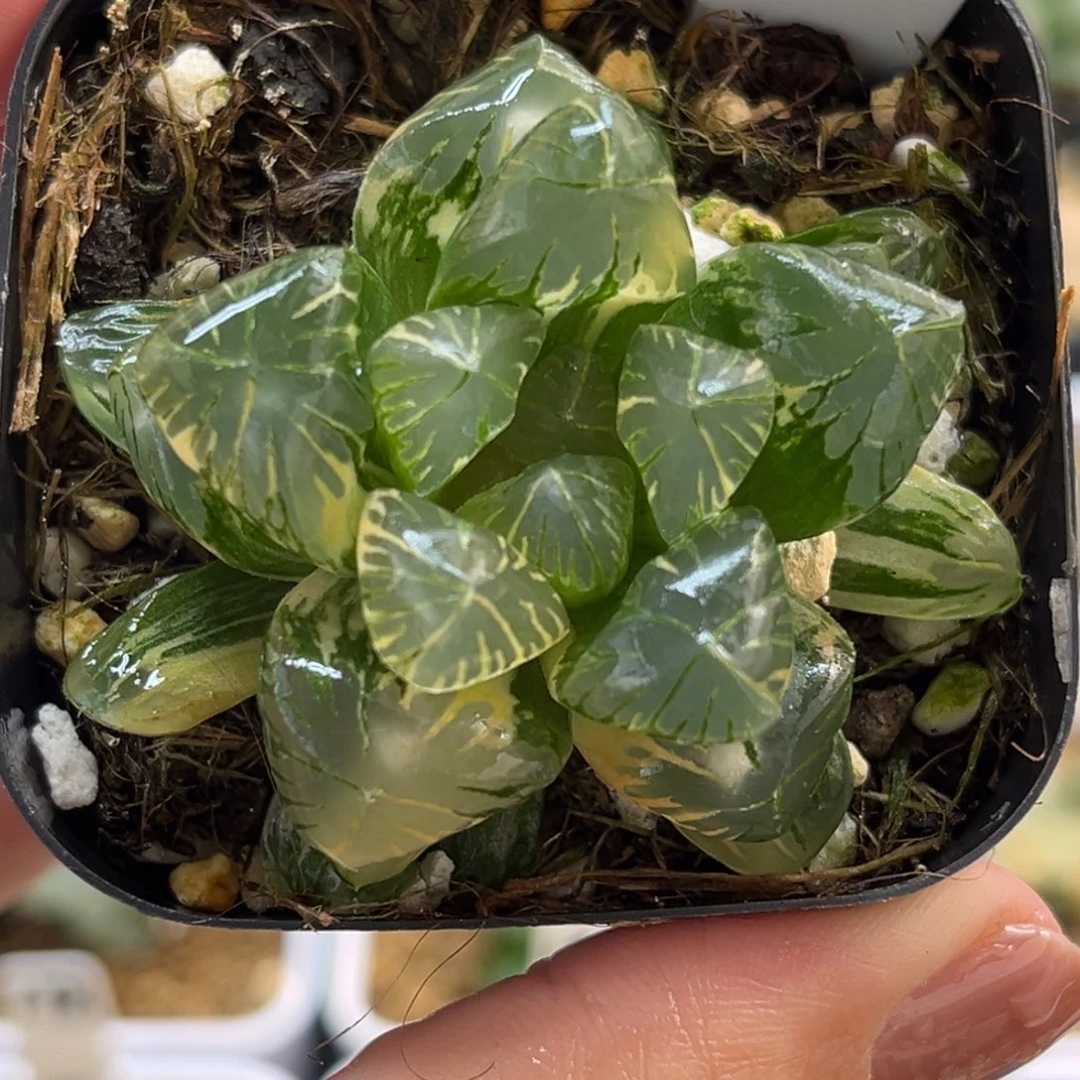 18大窗老川灯芯玉露锦福利专场