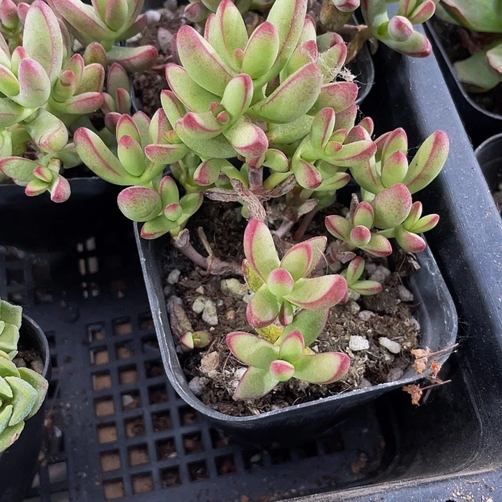 小天狗群2.8带盆土发货