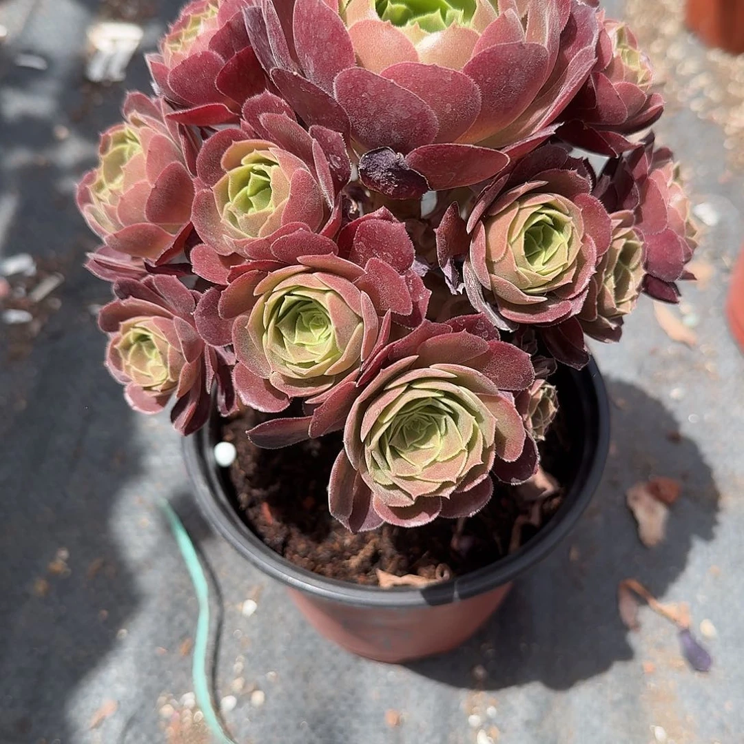 荷兰玫瑰duo rou zhi w