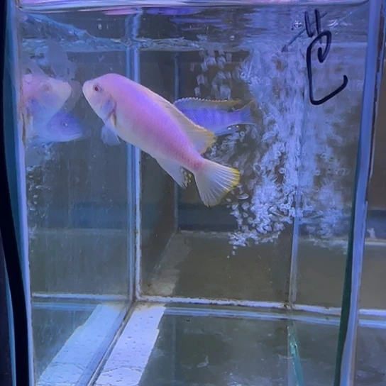 芭***型海水鱼317➕318号111111