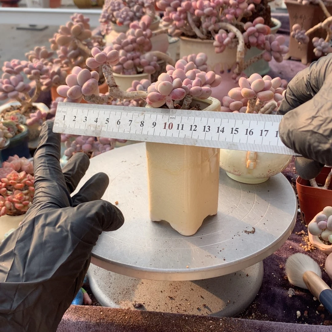 26号桃蛋带盆偏远地区不包邮的