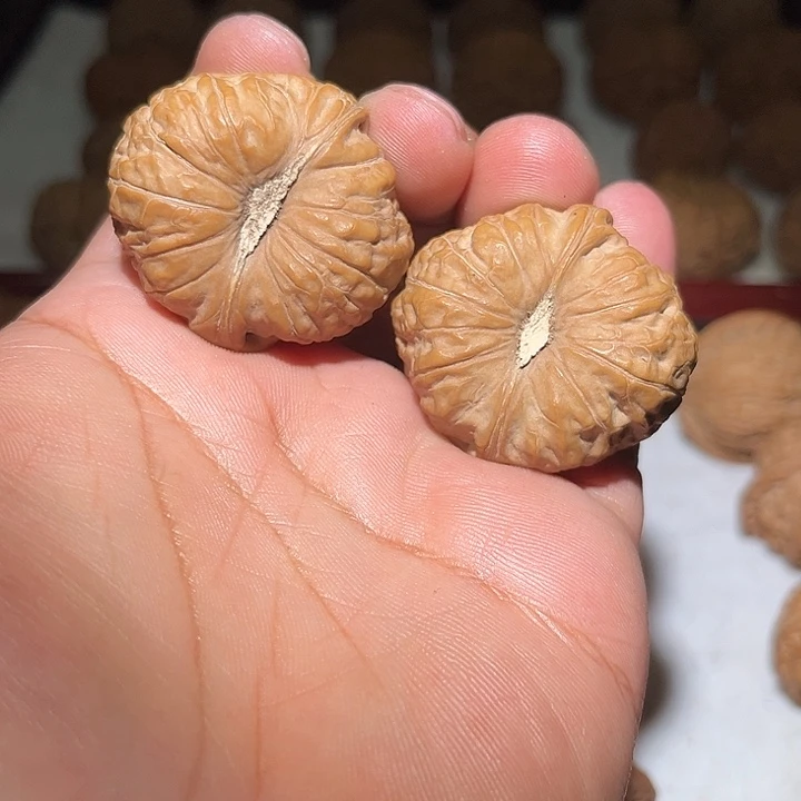 木40矮壮血麒麟。