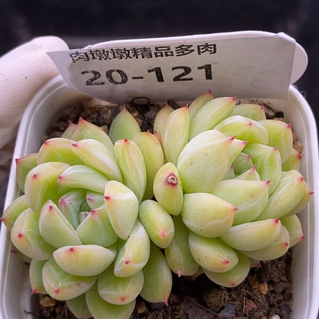 【闪购商品】20-121