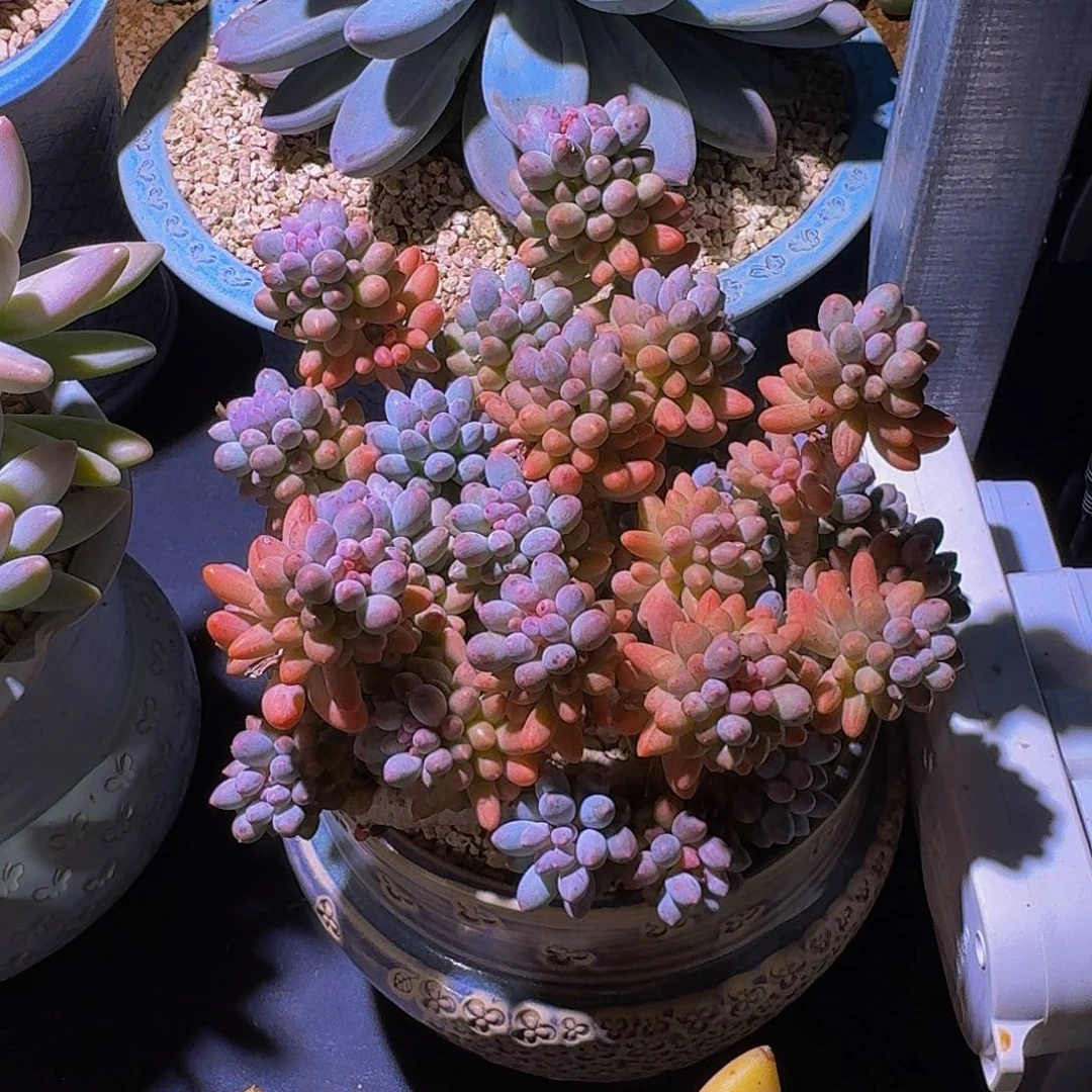 婴儿手指 群生 一物一拍