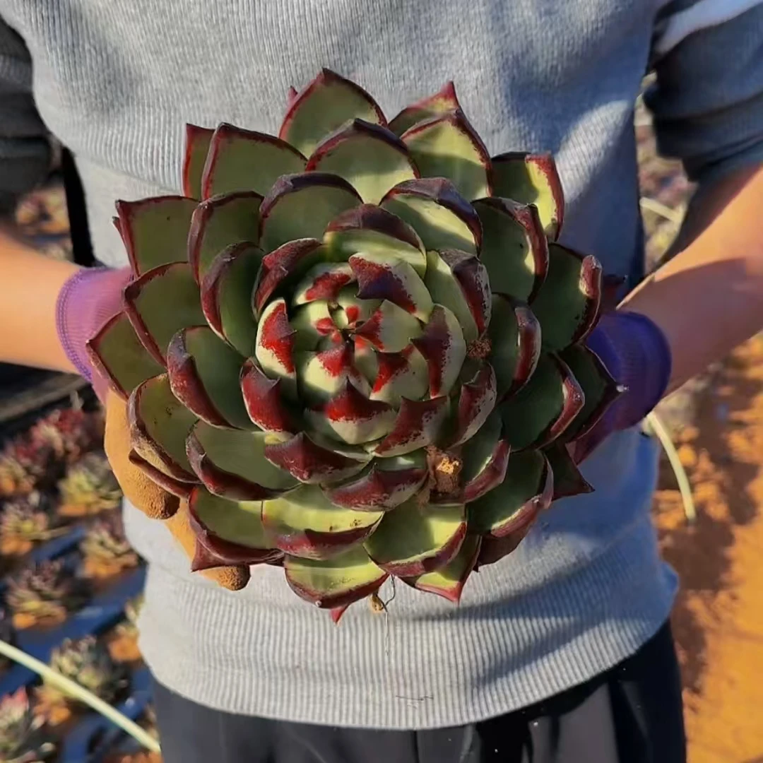 零花钱多肉 地栽黑檀汁乌木   葡萄架 多肉植物