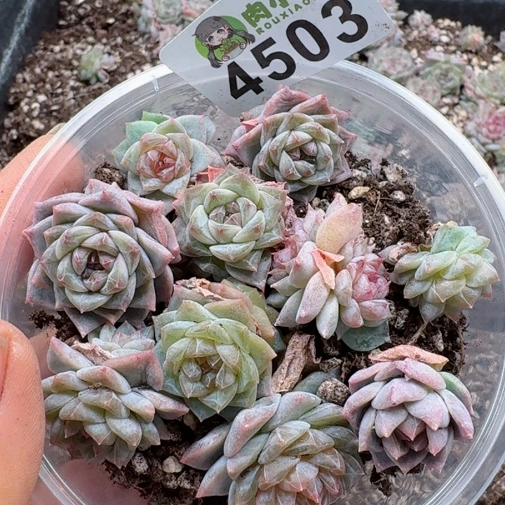 多肉植物多肉植物