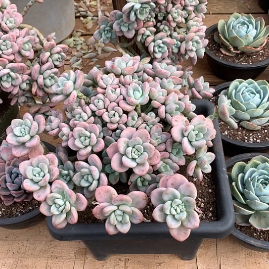 知*每日特价活动开始啦