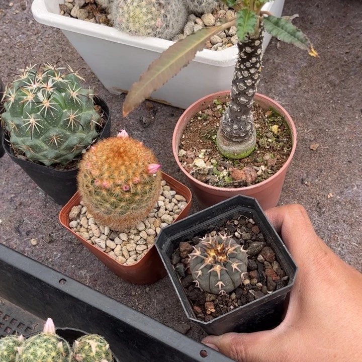 四个好养皮实好养好活