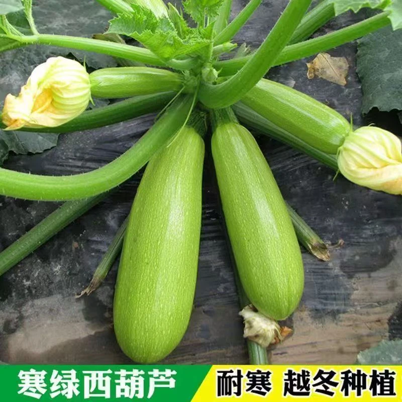 【全店满6包包邮】早青西葫芦种子