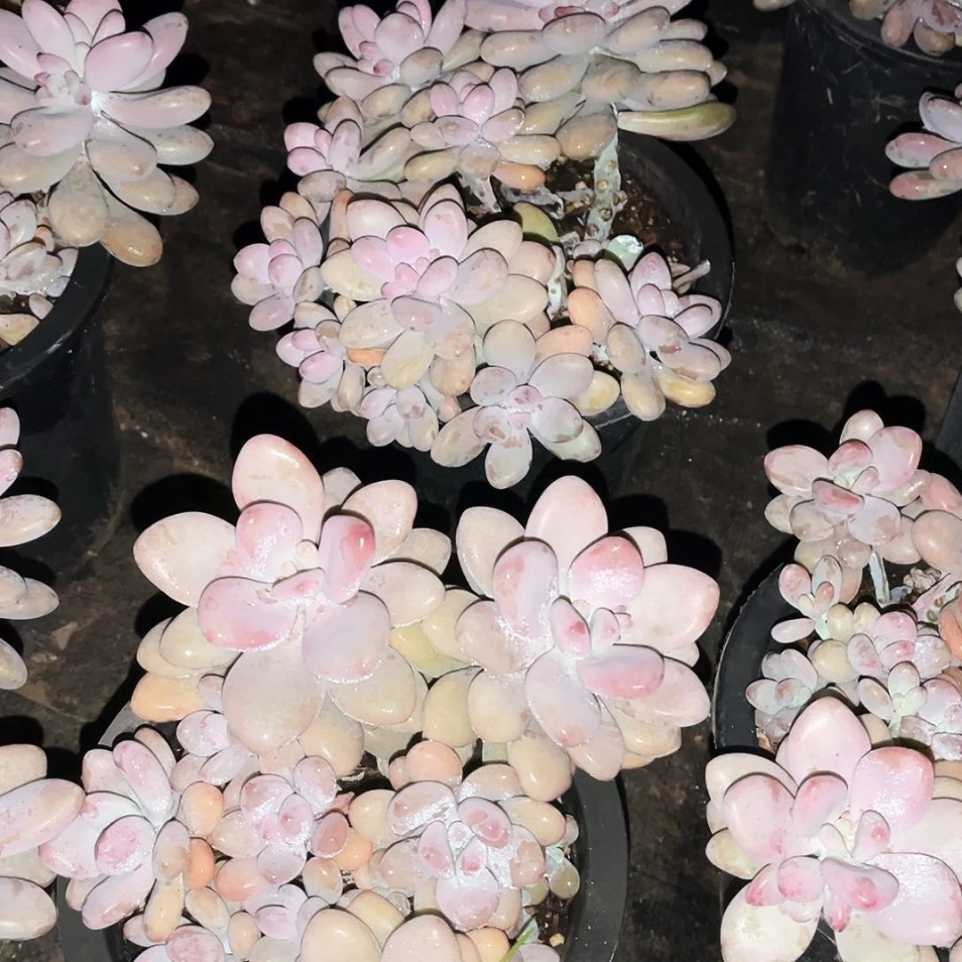 桃蛋9.99多肉植物