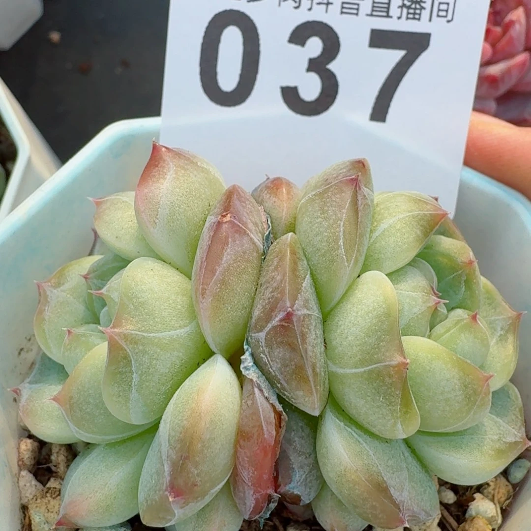 碧玉         精品多肉