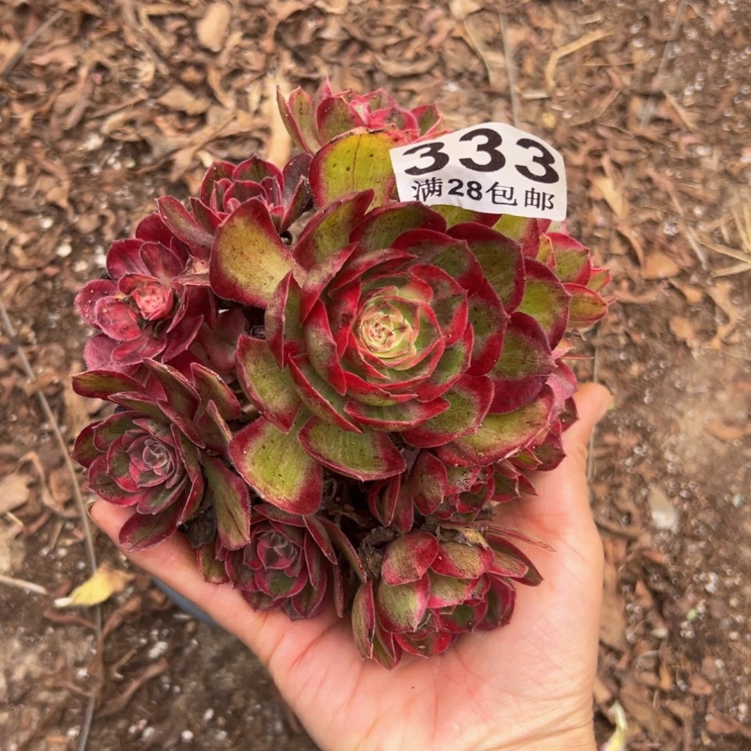 多肉植物333赤子心