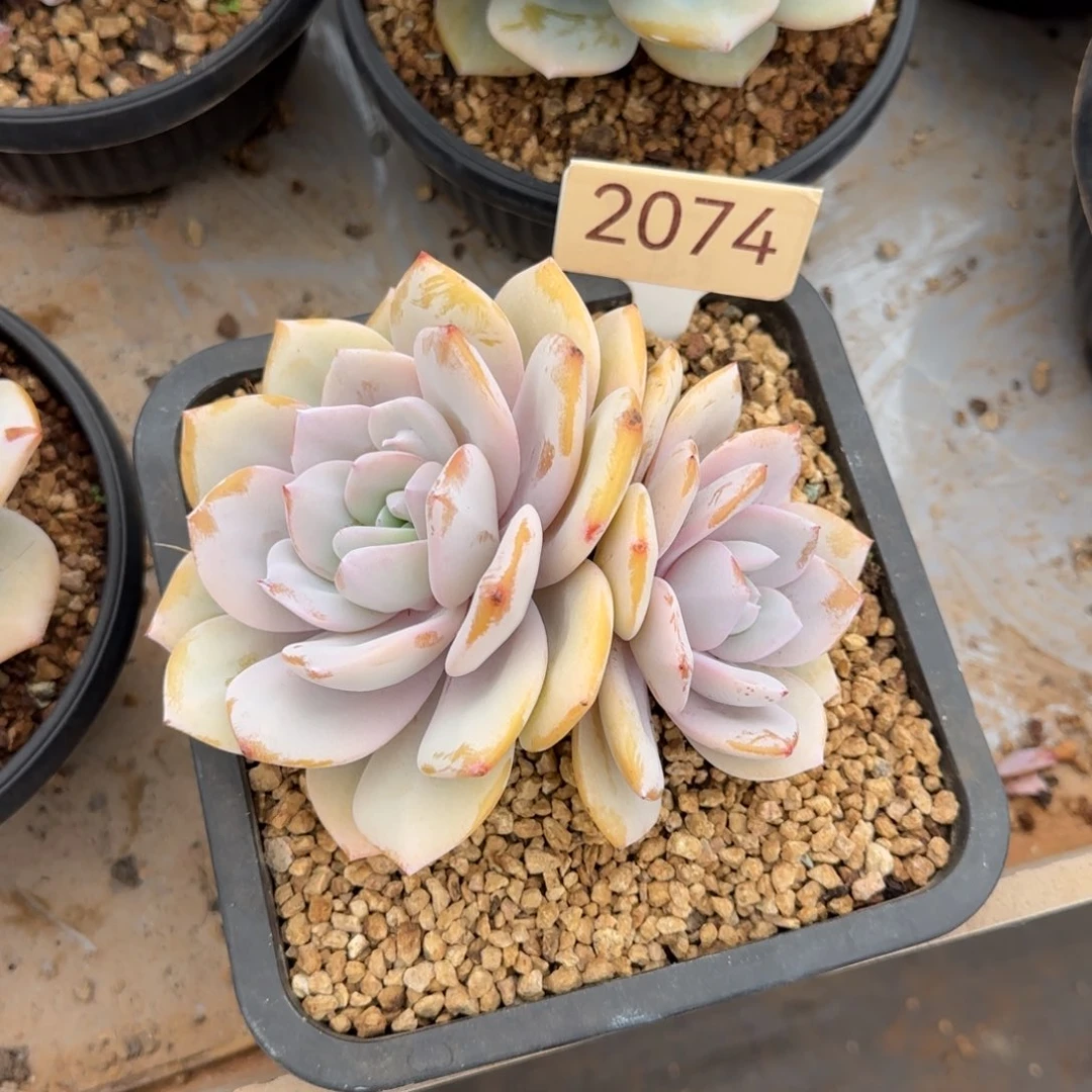 用***7双头奶茶。 2074号。