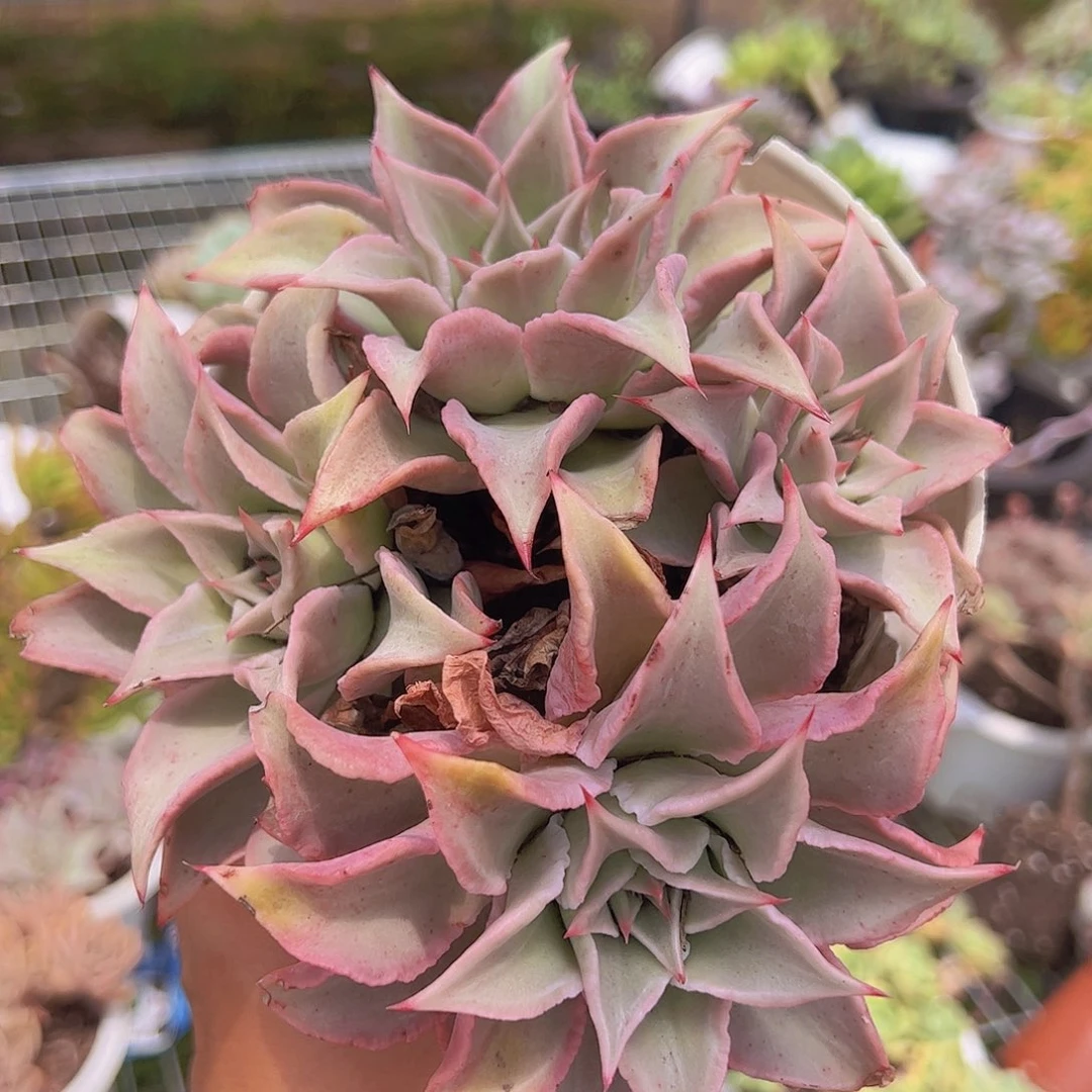 饺子皮多头大盆整群特价