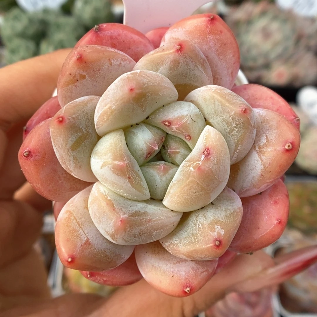 刚毅可拍4860号。