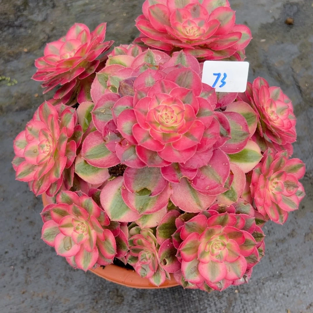 73倾城多肉植物系
