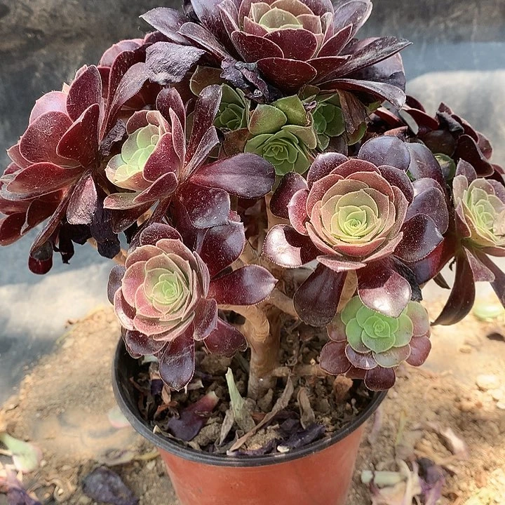 131欧紫多肉植物