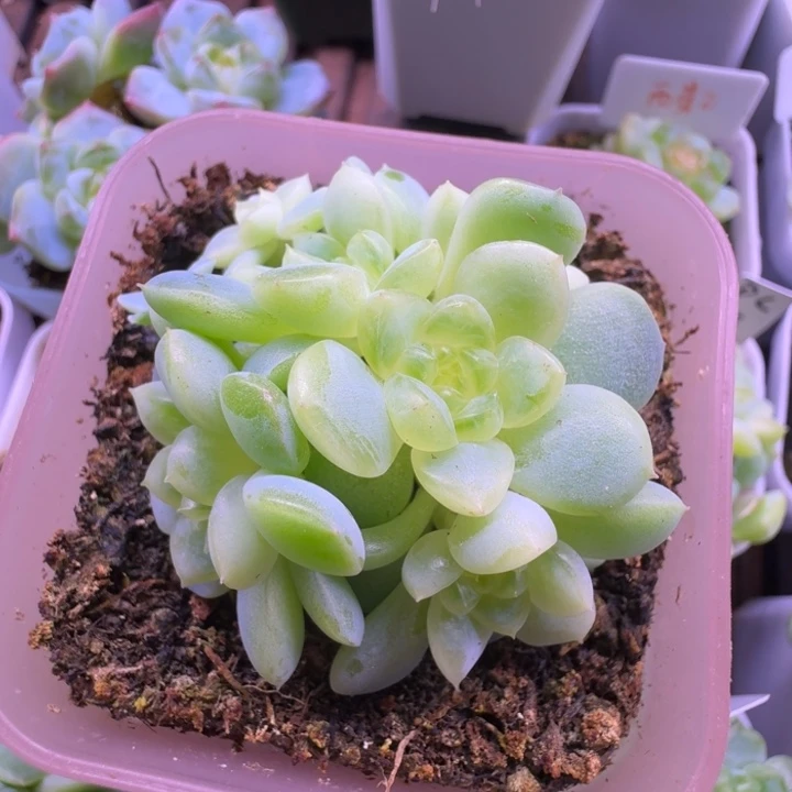 纸鸢群7头朵朵福利