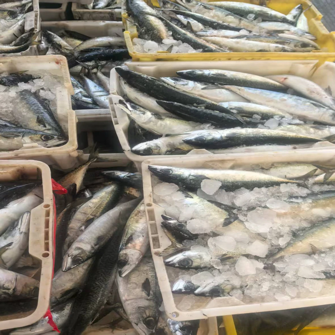 《叮当海鲜》流网青条鱼 青占鱼 顺丰包邮