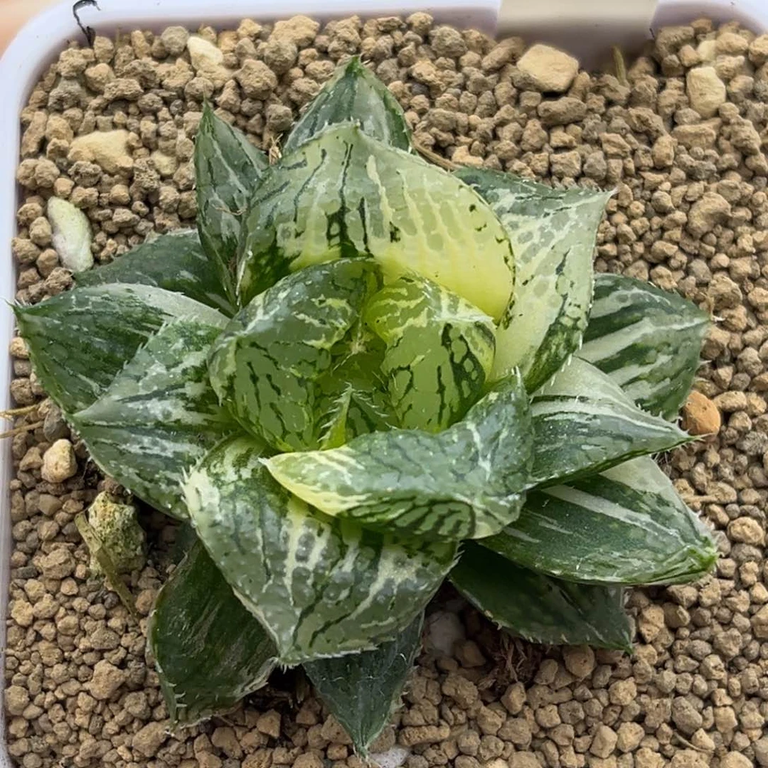 18大窗宝莲灯玉露锦十二卷多肉